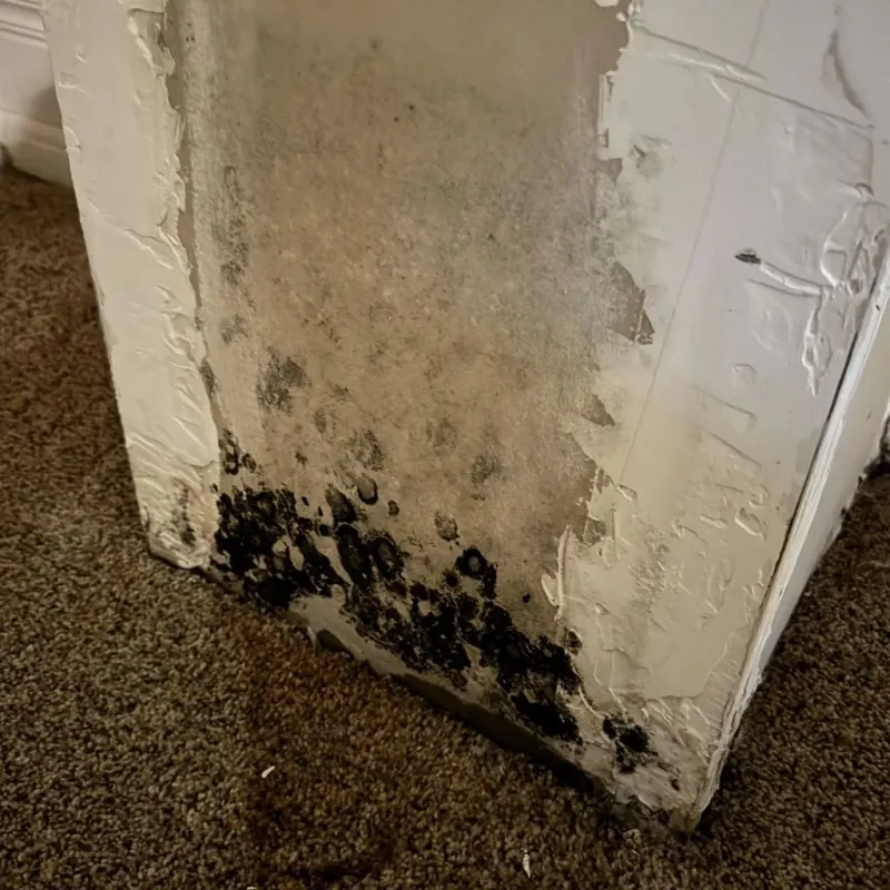 Professional Mold Removal in Tioga County, NY